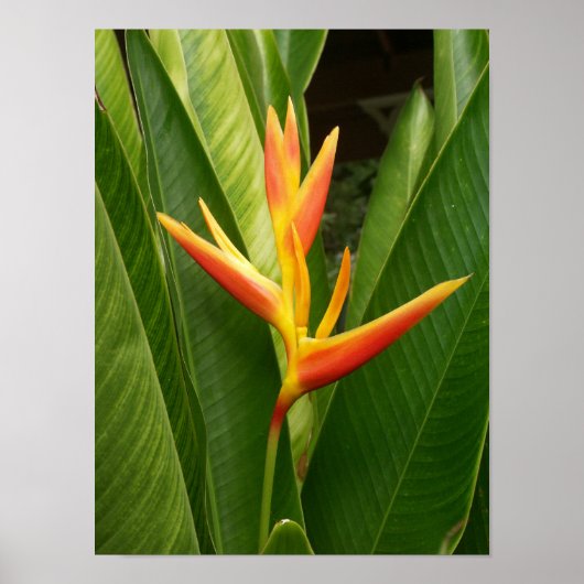 Natuur Poster (Voorkant)