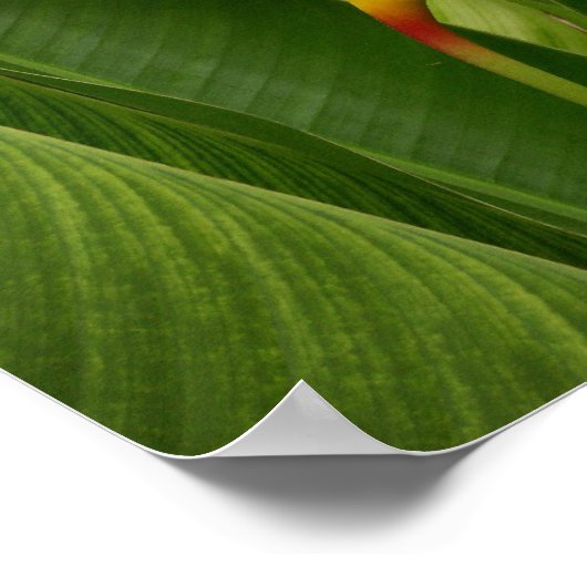 Natuur Poster (Hoek)