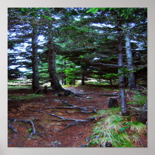 Natuur Poster trappenhuis