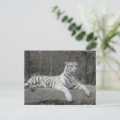 Natuur Prachtige Bengaalse witte tijger fotografie Briefkaart (Staand voorkant)