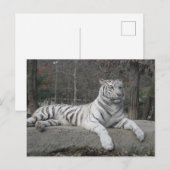 Natuur Prachtige Bengaalse witte tijger fotografie Briefkaart (Voorkant / Achterkant)