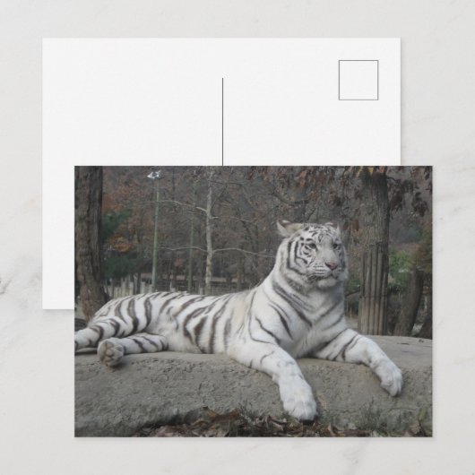 Natuur Prachtige Bengaalse witte tijger fotografie Briefkaart (Voorkant / Achterkant)