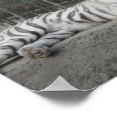 Natuur Prachtige Bengaalse witte tijger fotografie Poster (Hoek)