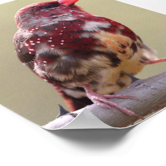 Natuur Red Finch Bird Poster (Hoek)