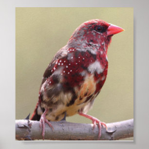 Natuur Red Finch Bird Poster