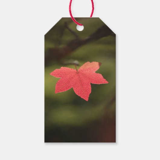 Natuur Red Maple Leaf Foto Cadeaulabel (Voorkant)