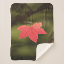 Natuur Red Maple Leaf Foto