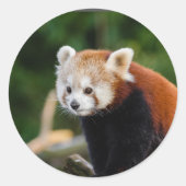 Natuur Red Panda Ronde Sticker (Voorkant)