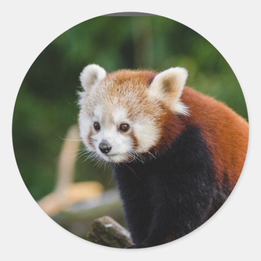 Natuur Red Panda Ronde Sticker (Voorkant)