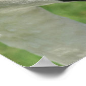 Natuur Regal White Swan Poster (Hoek)