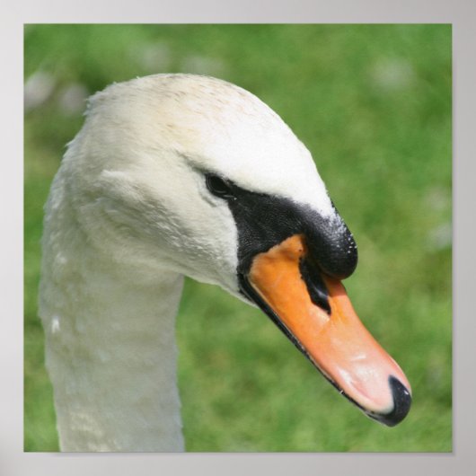 Natuur Regal White Swan Poster (Voorkant)