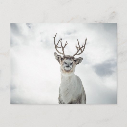 Natuur rendierfoto briefkaart (Voorkant)