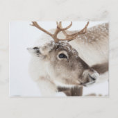 Natuur rendierfoto briefkaart (Voorkant)