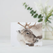 Natuur rendierfoto briefkaart (Staand voorkant)