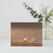 Natuur rendierfoto briefkaart (Staand voorkant)
