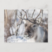 Natuur rendierfoto briefkaart (Voorkant)
