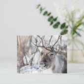 Natuur rendierfoto briefkaart (Staand voorkant)