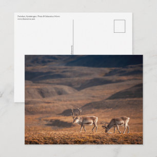 Natuur rendierfoto briefkaart
