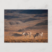 Natuur rendierfoto briefkaart (Voorkant)