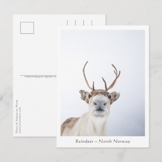 Natuur rendierfoto briefkaart (Voorkant / Achterkant)