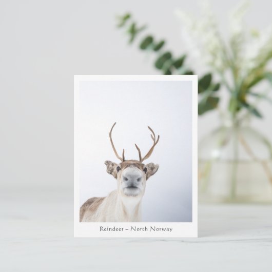 Natuur rendierfoto briefkaart (Staand voorkant)