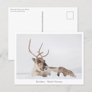 Natuur rendierfoto briefkaart