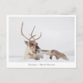 Natuur rendierfoto briefkaart (Voorkant)