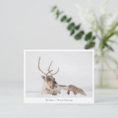 Natuur rendierfoto briefkaart (Staand voorkant)