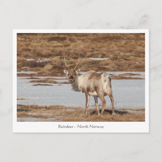 Natuur rendierfoto briefkaart (Voorkant)