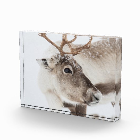 Natuur rendierfoto fotoblokken (Rechts)