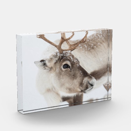 Natuur rendierfoto fotoblokken (Links)