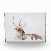 Natuur rendierfoto fotoblokken (Voorkant)