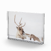 Natuur rendierfoto fotoblokken (Rechts)