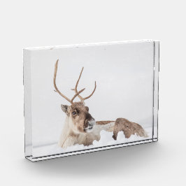 Natuur rendierfoto fotoblokken