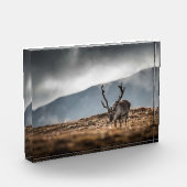 Natuur rendierfoto fotoblokken (Links)