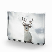 Natuur rendierfoto fotoblokken (Rechts)