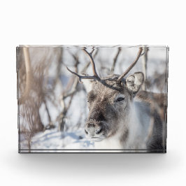 Natuur rendierfoto fotoblokken