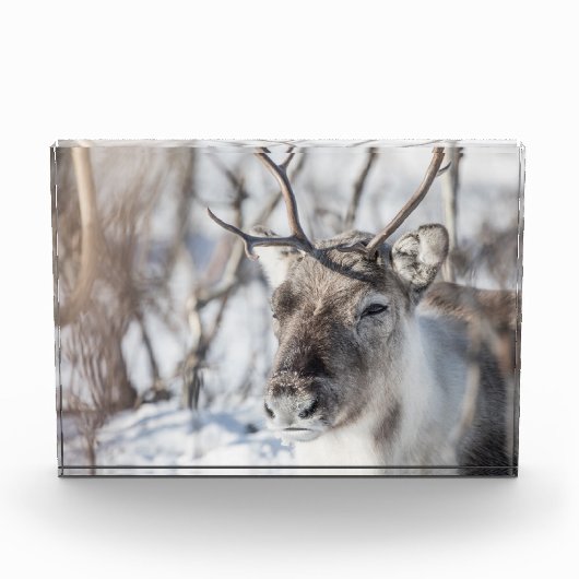 Natuur rendierfoto fotoblokken (Voorkant)
