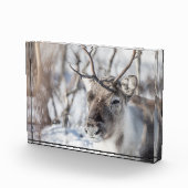 Natuur rendierfoto fotoblokken (Rechts)