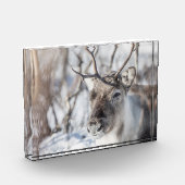 Natuur rendierfoto fotoblokken (Links)