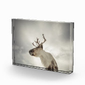 Natuur rendierfoto fotoblokken (Rechts)