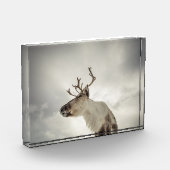 Natuur rendierfoto fotoblokken (Links)