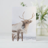 Natuur rendierfoto kaart (Staand voorkant)