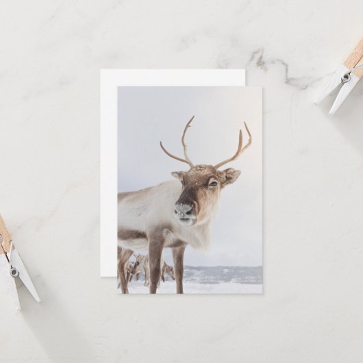 Natuur rendierfoto kaart (Voorkant / Achterkant in situ)