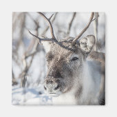 Natuur rendierfoto magneet (Voorkant)