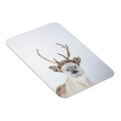 Natuur rendierfoto magneet (Rechterzijde)