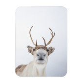 Natuur rendierfoto magneet (Verticaal)