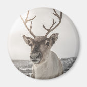 Natuur rendierfoto magneet (Voorkant)