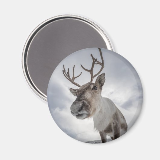Natuur rendierfoto magneet (Voorkant / Achterkant)