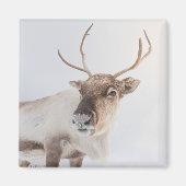 Natuur rendierfoto magneet (Voorkant)